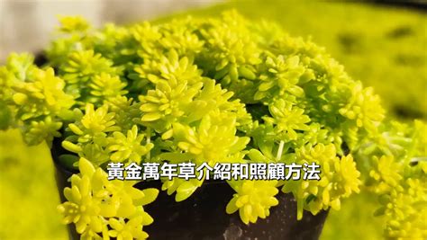 黃金萬年草風水|黃金萬年草照顧指南: 提升室內空氣品質的必備植物 